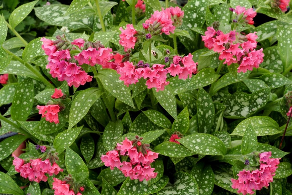 Pulmonaria 'Shrimps on the Barbie'