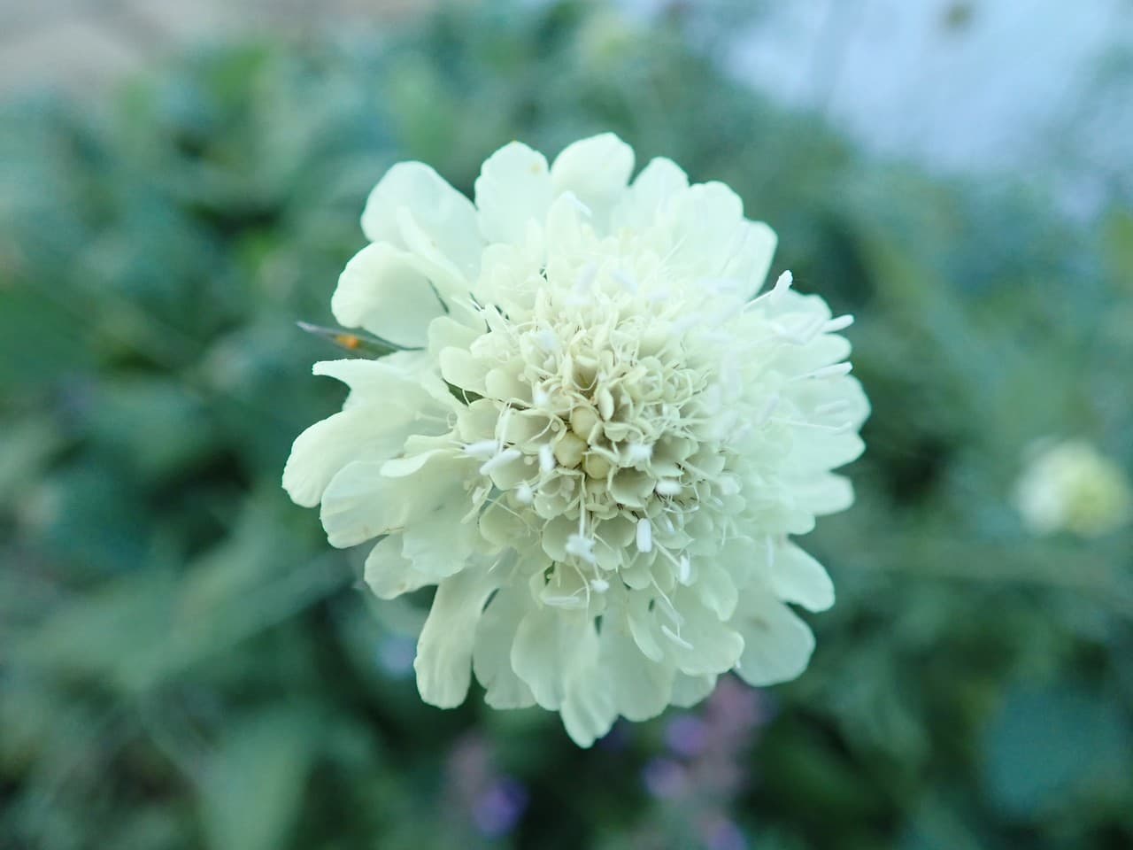 Scabiosa ochroleuca