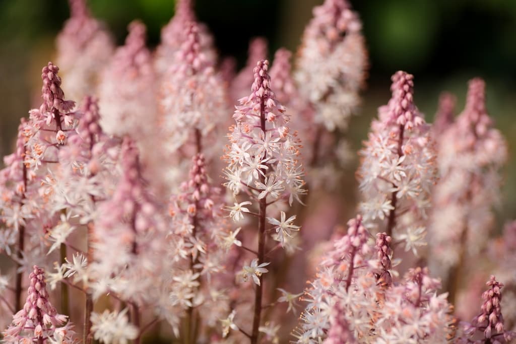 Tiarella 'Angel Wings' (PBR)