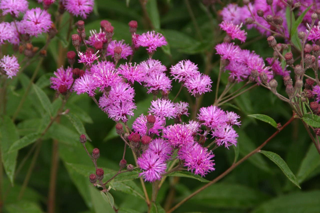 Vernonia crinita 'Mammuth'