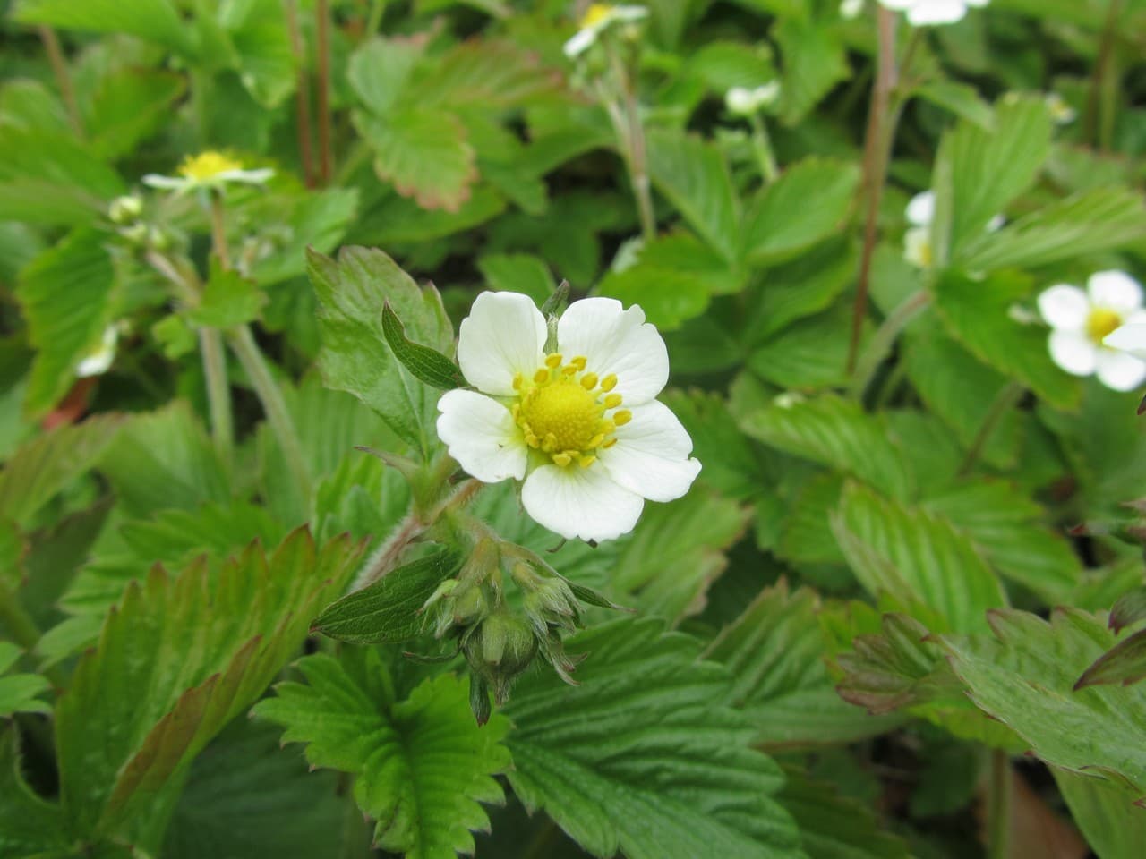 Fragaria vesca var. semperflorens 'White Delight'