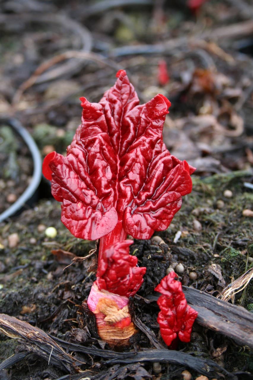 Rheum rhabarbarum 'Holsteiner Blut'