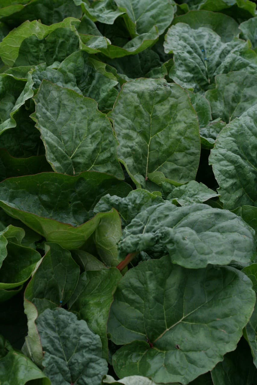 Rheum rhabarbarum 'Svendborg Vinrabarber'