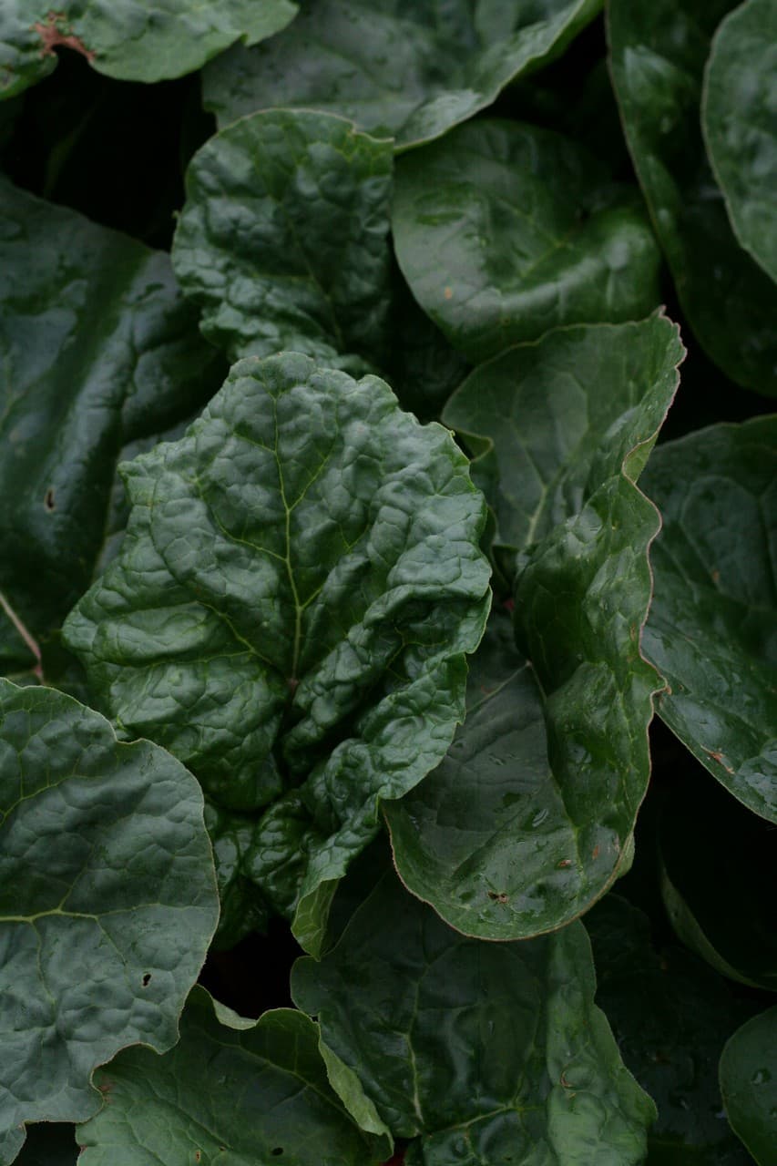 Rheum rhabarbarum 'Stockbridge Arrow'