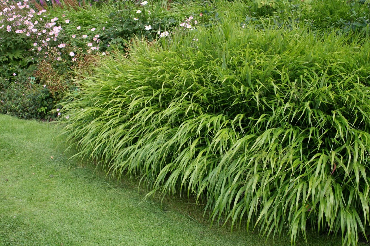 Hakonechloa macra 'Beni-kaze'