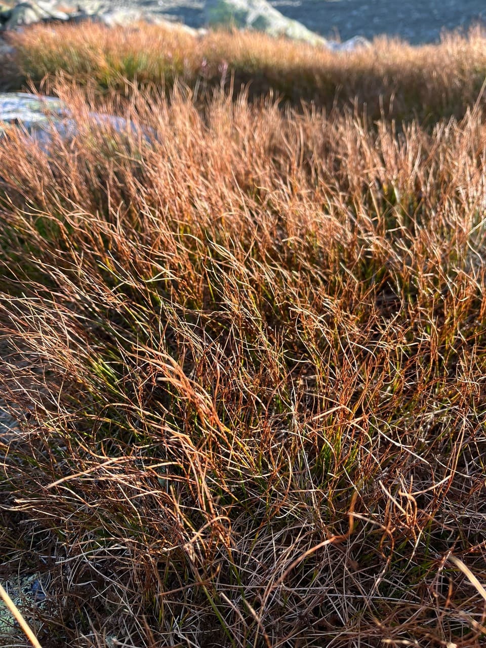 Festuca vivipara 'Norge'
