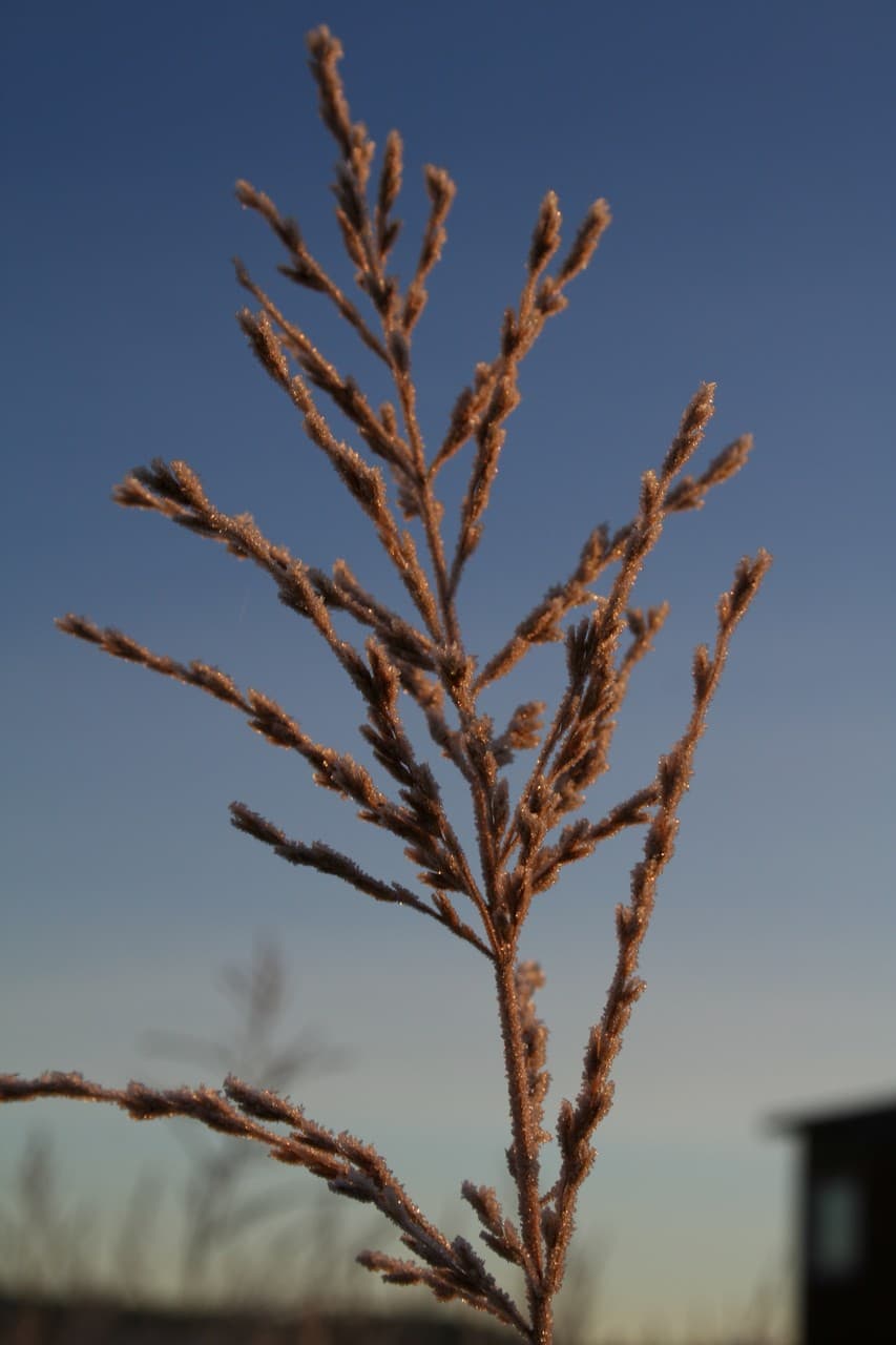 Molinia caerulea 'Heidebraut'