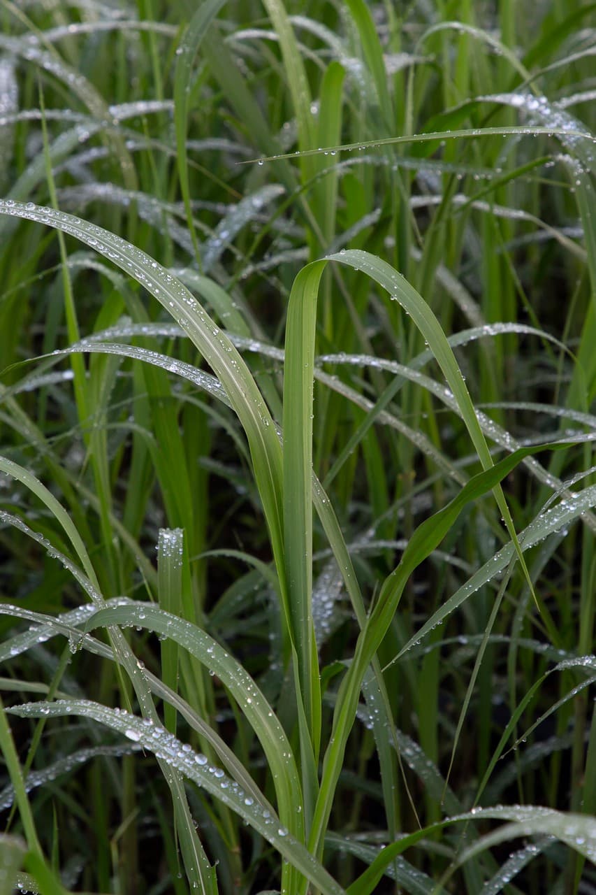 Miscanthus giganteus 5 L