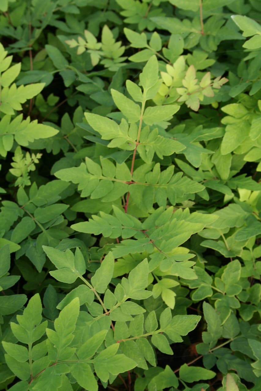 Osmunda regalis