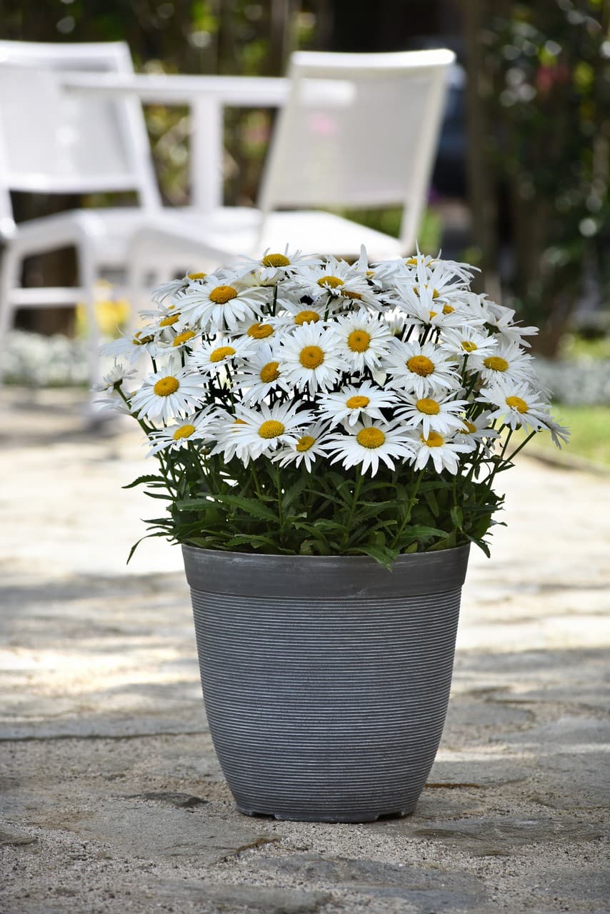 Leucanthemum superbum 'Madonna'