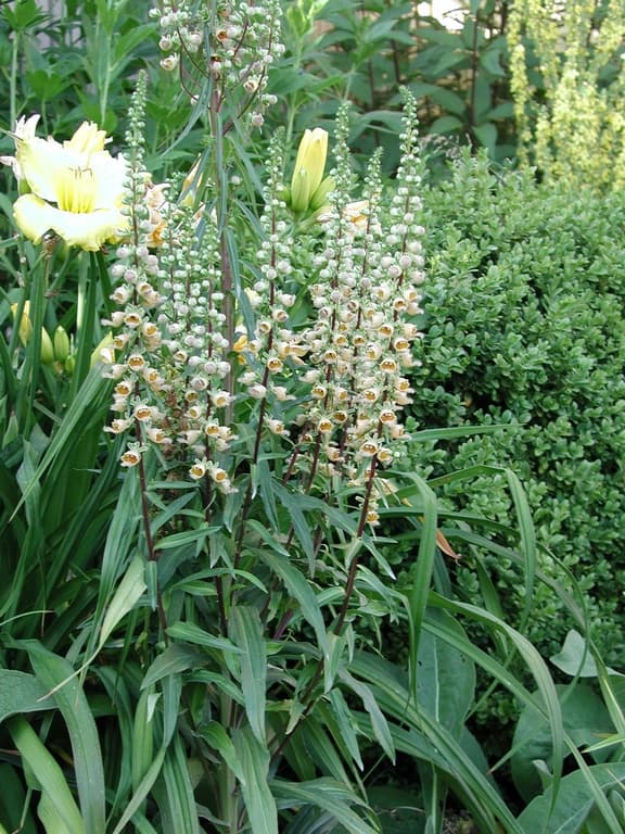 Digitalis lutea