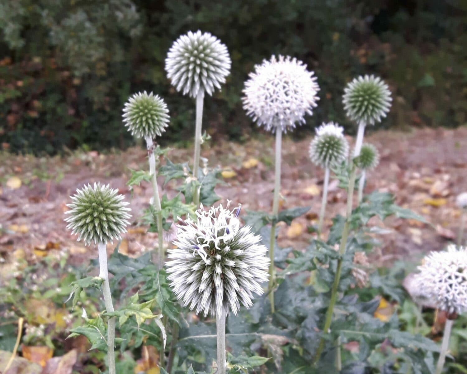 Echinops bannaticus 'Star Frost'