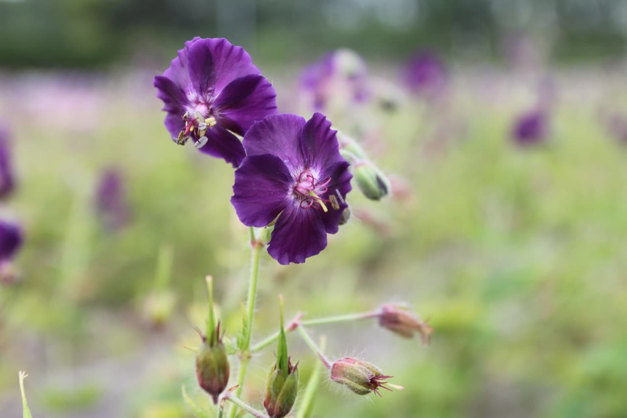 Geranium phaeum 'Raven'