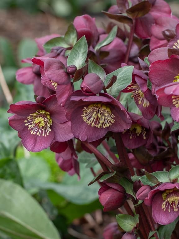 Helleborus x ericsmithii 'Vibey Velvet' (PBR)