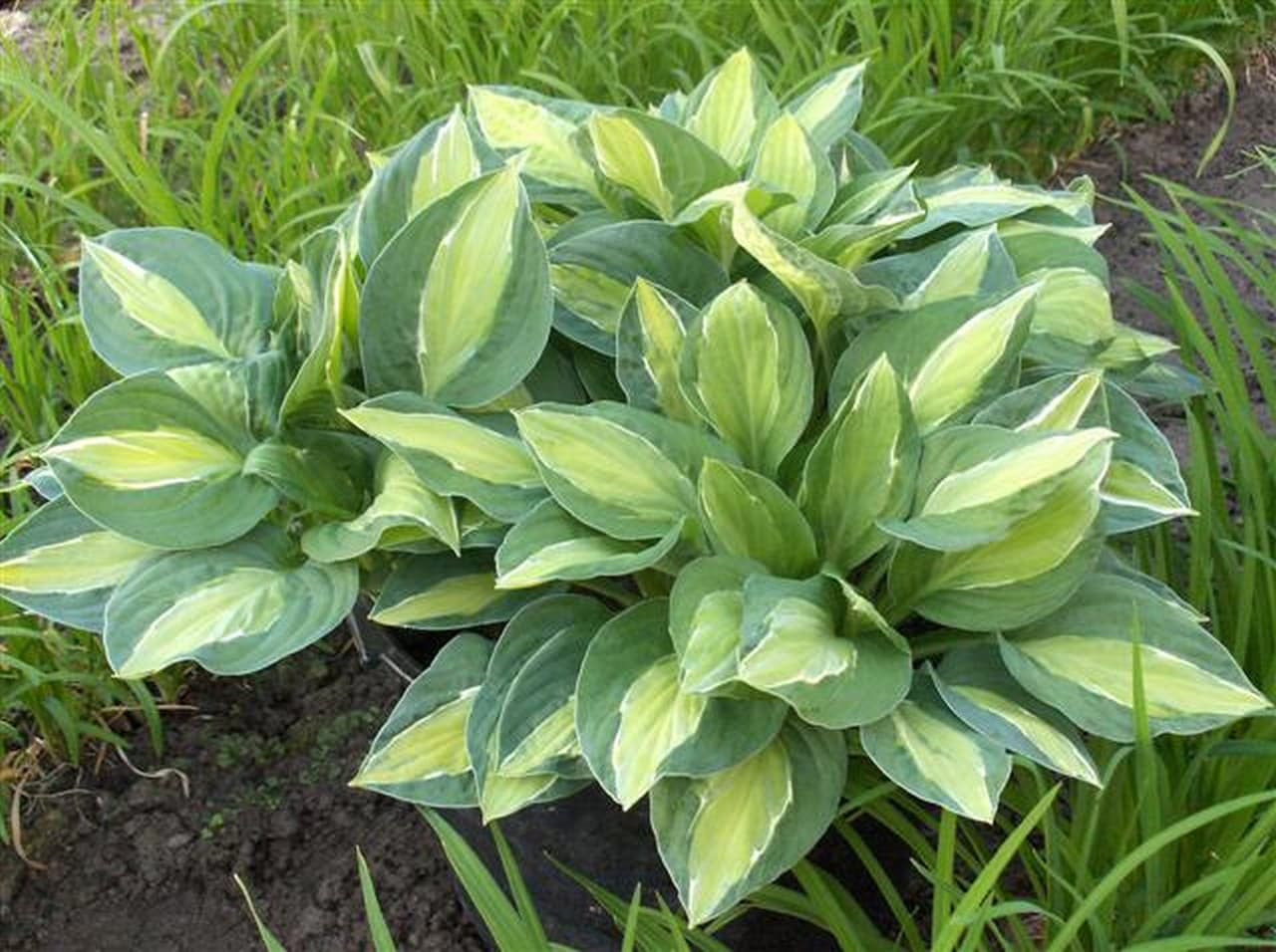 Hosta 'Gypsy Rose'
