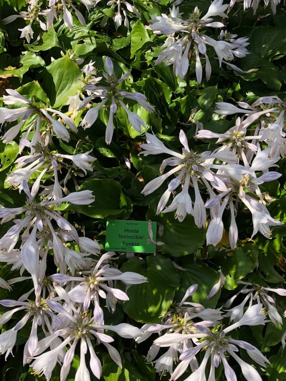 Hosta 'Invincible'