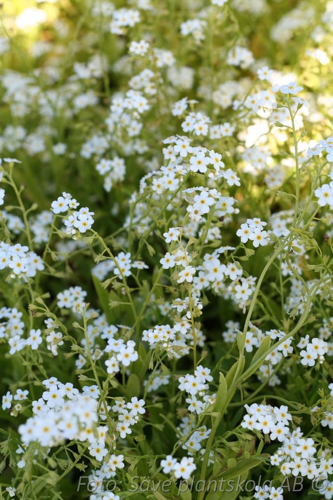 Myosotis sylvatica 'Alba'