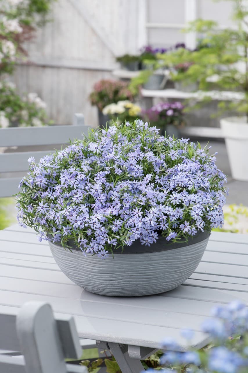 Phlox subulata 'Fabulous Blue Dark Center' (PBR)