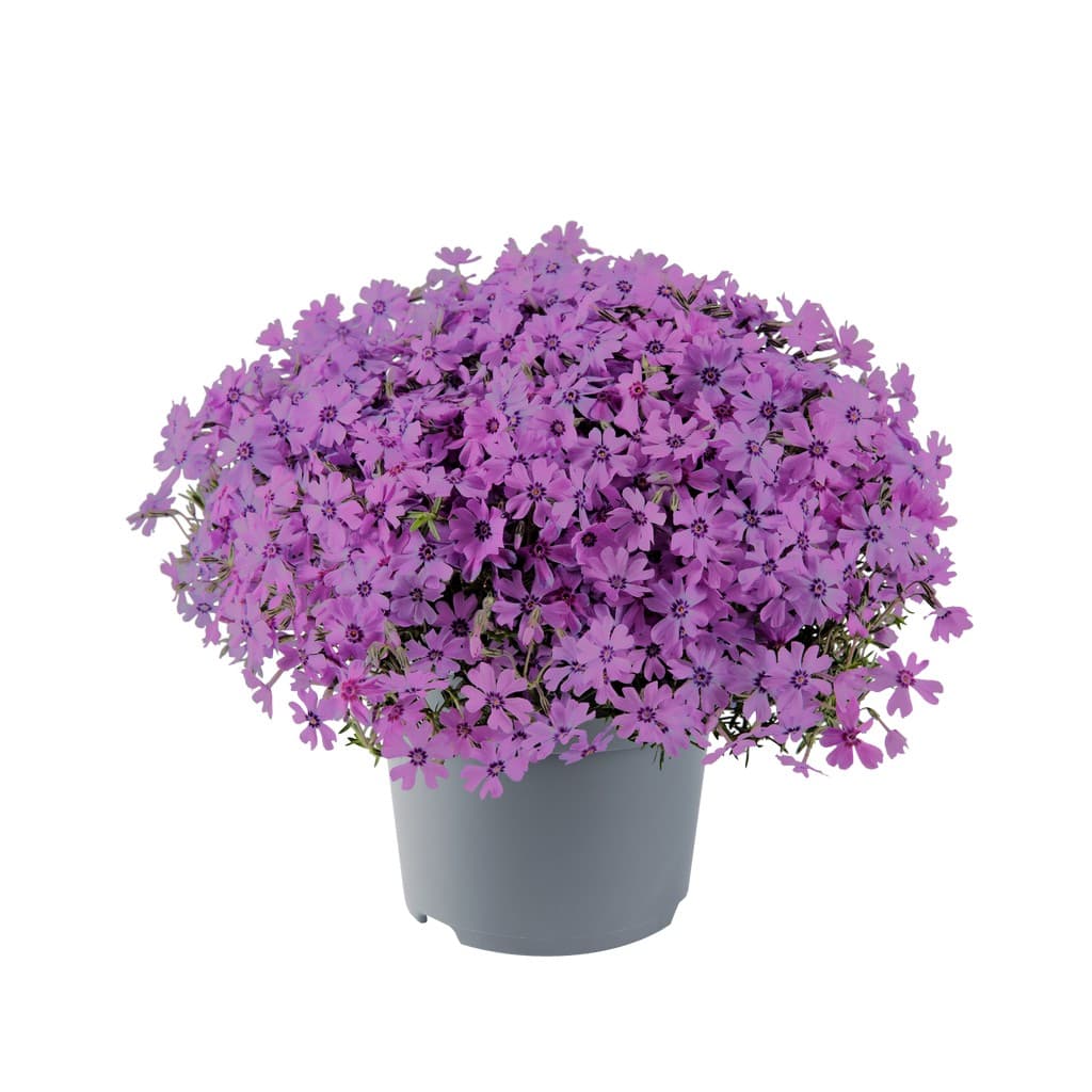 Phlox subulata 'Fabulous Dark Rose Eye'