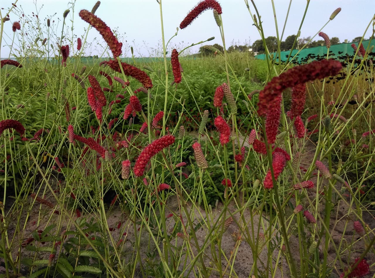 Sanguisorba 'Cangshan Cranberry'