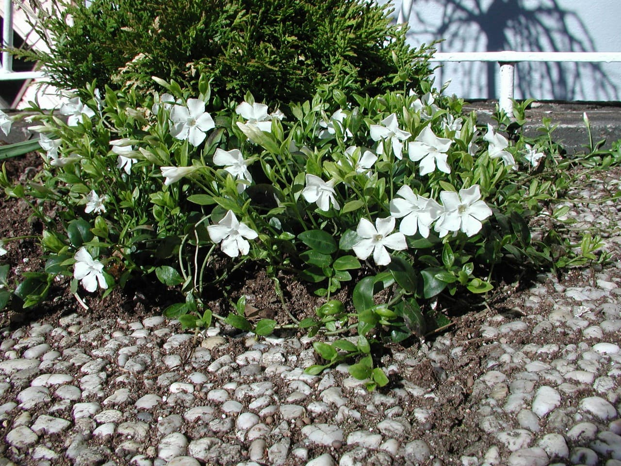 Vinca minor 'Elise'