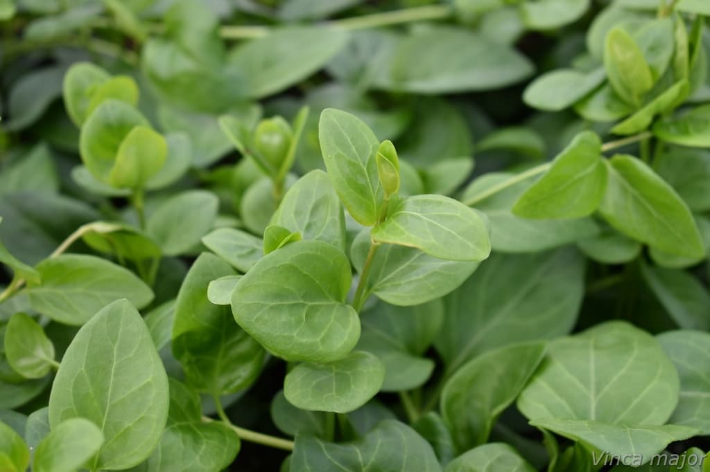 Vinca major  'Alba'