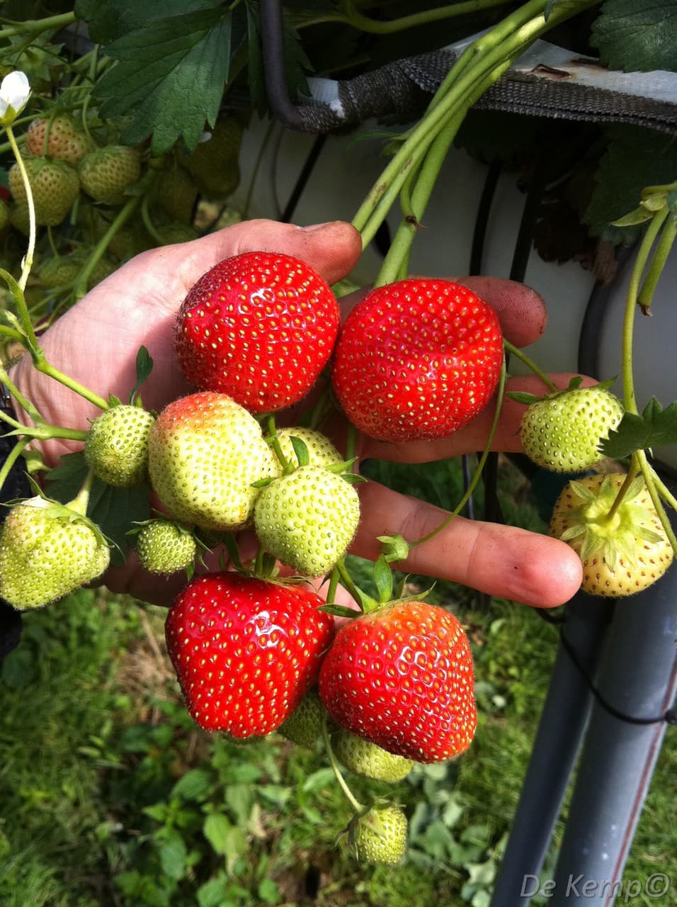 Fragaria ananassa 'Elsanta'