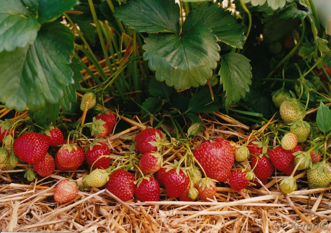 Fragaria ananassa 'Korona'