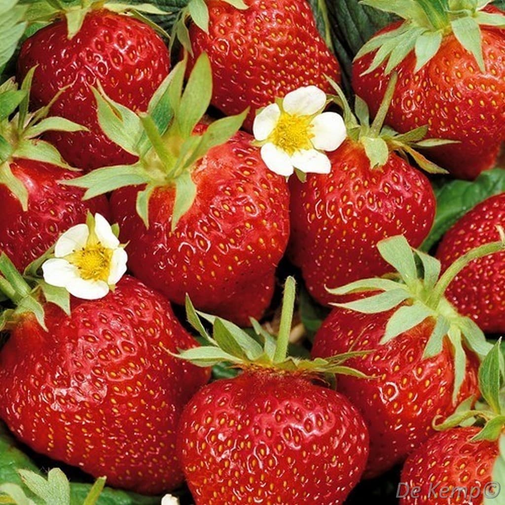 Fragaria ananassa 'Ostara'