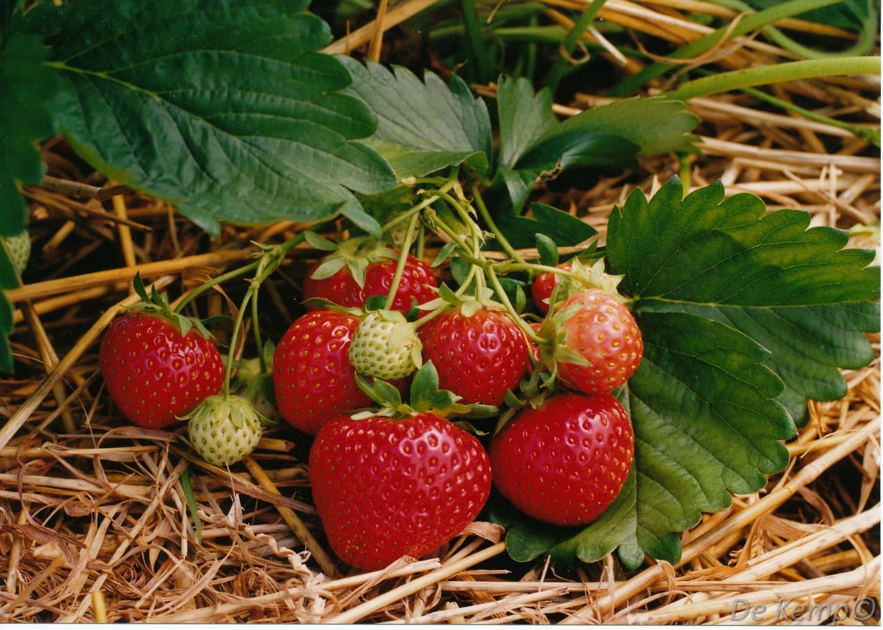 Fragaria ananassa 'Polka'