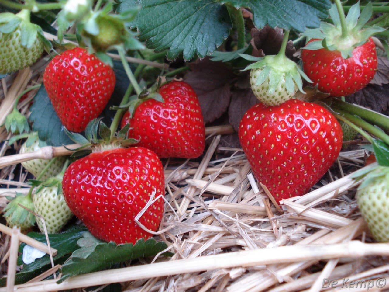 Fragaria ananassa 'Rumba'