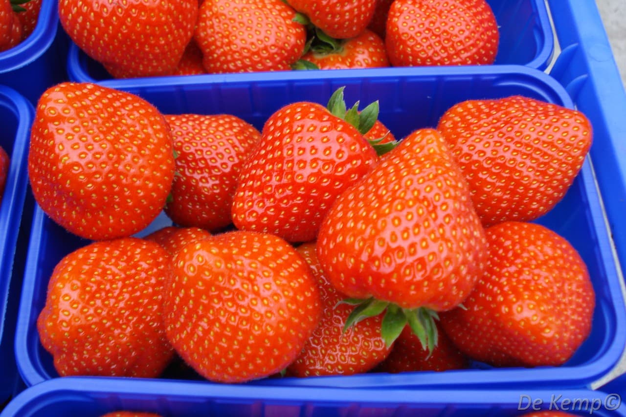 Fragaria ananassa 'Sonata'