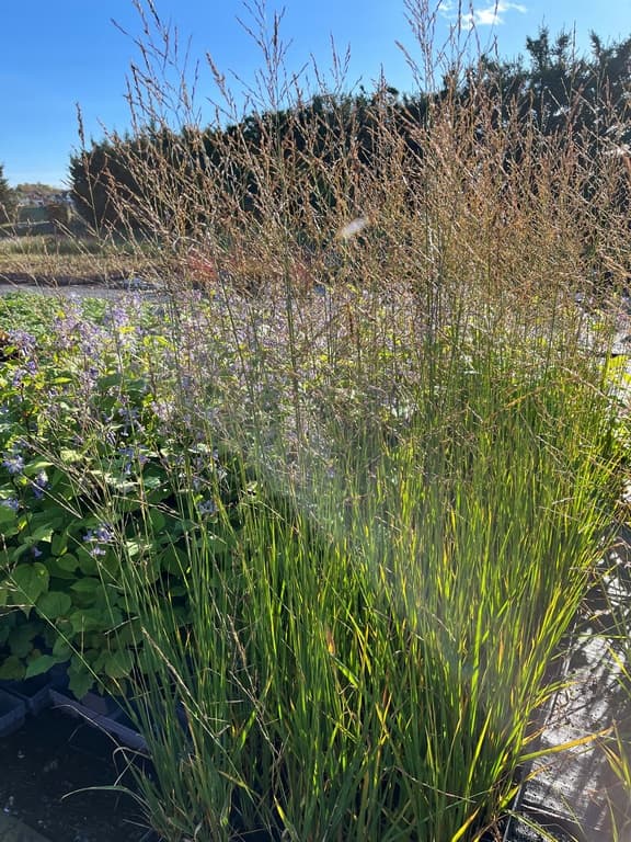 Molinia arundinacea 'Witches Broom'