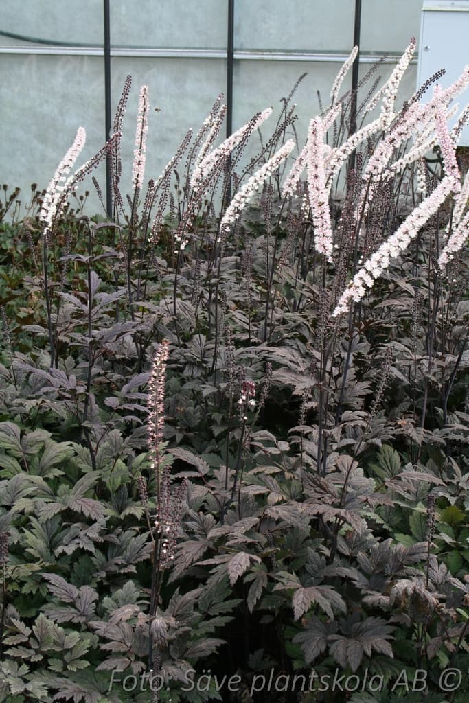 Actaea simplex 'Pink Spike' P9