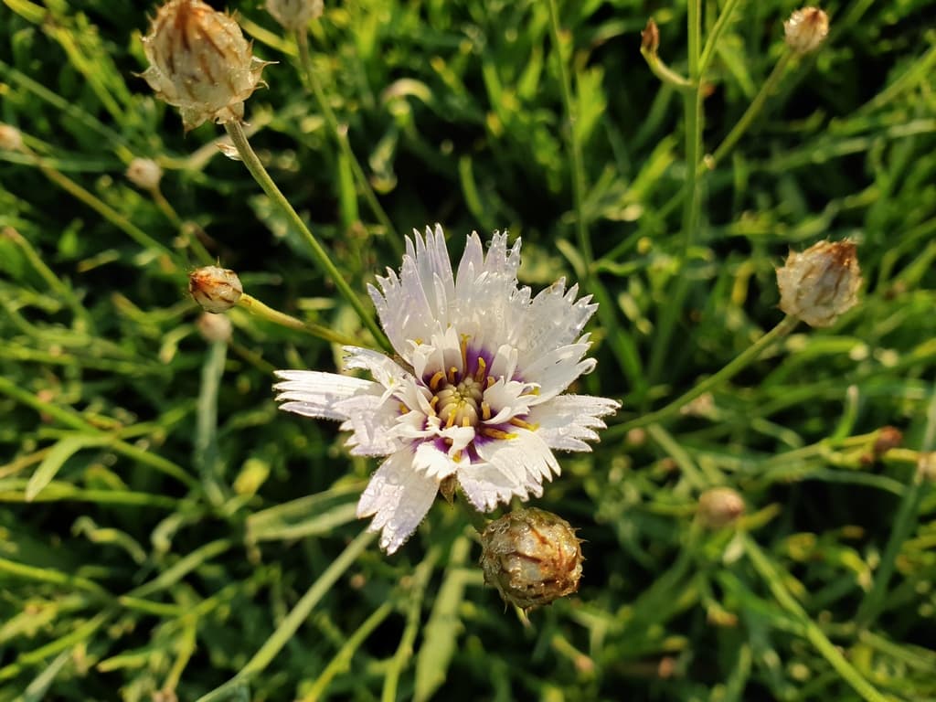 Catananche caerulea 'Alba'