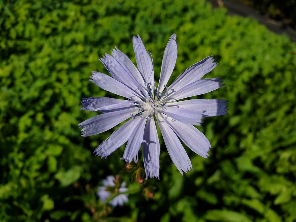 Cichorium intybus