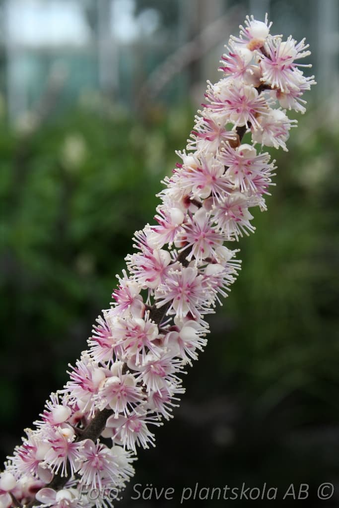 Actaea simplex 'Brunette' P9