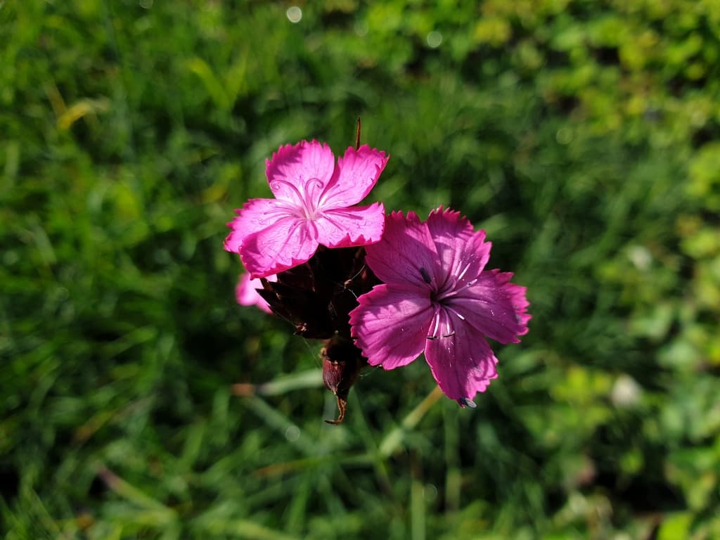 Dianthus carthusianorum