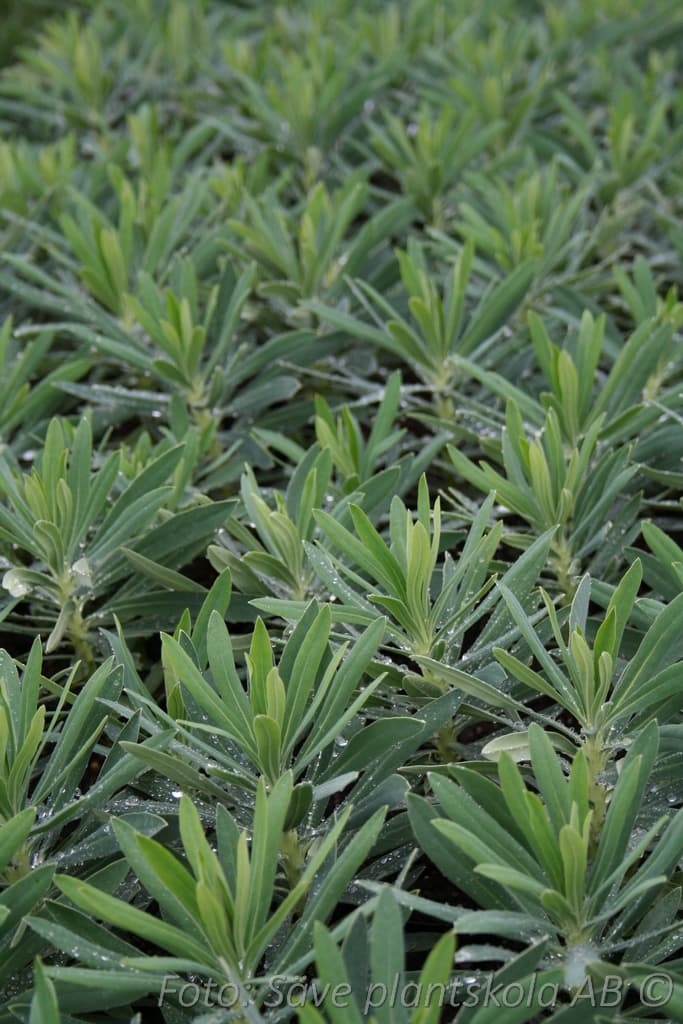 Euphorbia characias ssp. wulfenii