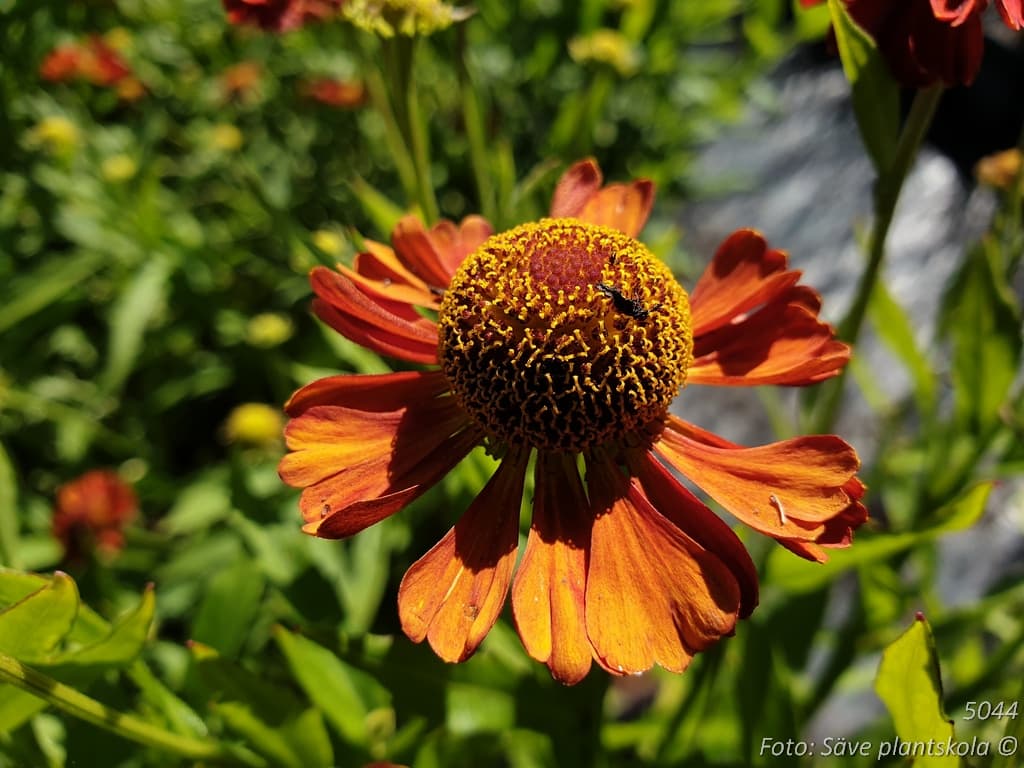 Helenium 'Little Orange'