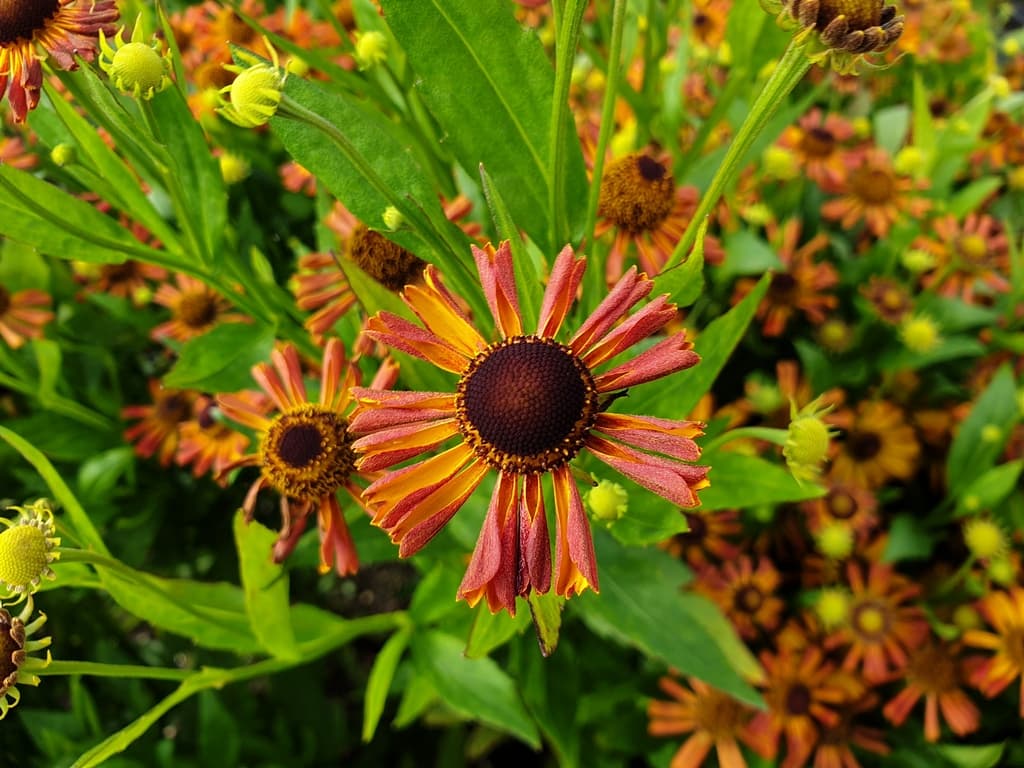 Helenium 'Loysder Wieck'