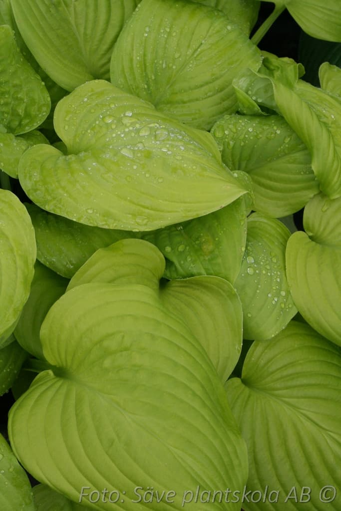 Hosta plantaginea 'Venus'