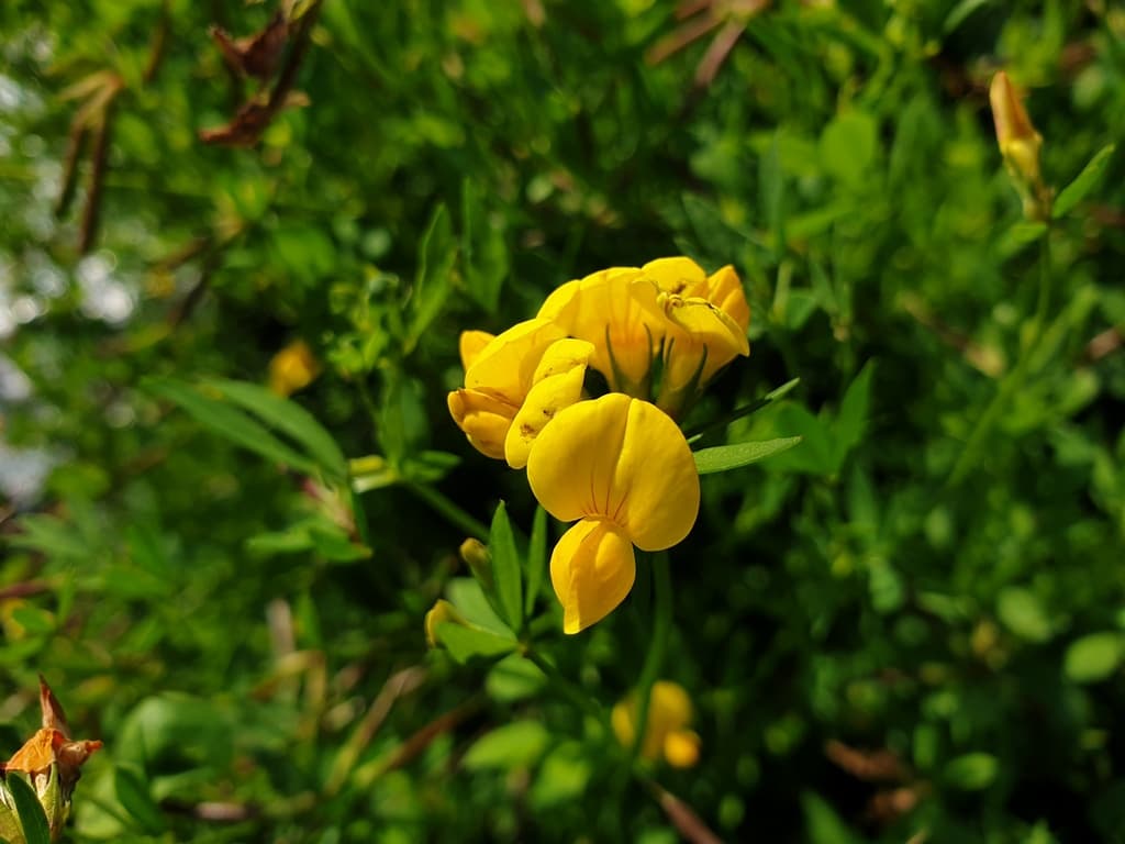 Lotus corniculatus