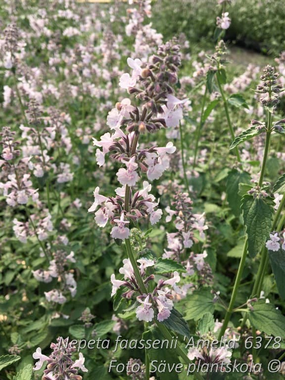 Nepeta faassenii 'Amelia'