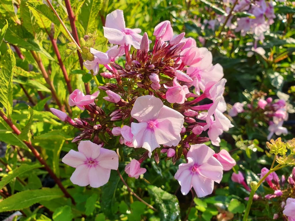 Phlox paniculata 'Sweet Summer Fragrance'