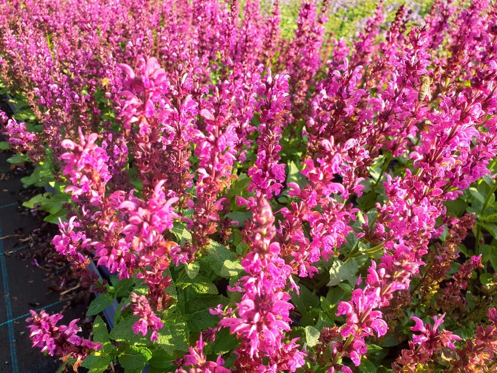 Salvia nemorosa 'Royal Magenta'