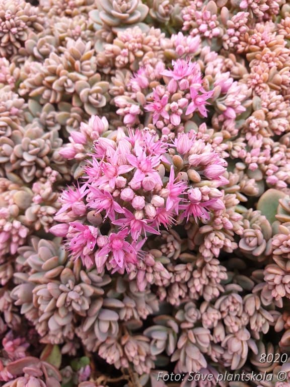 Hylotelephium cyaneum 'Rosenteppich'