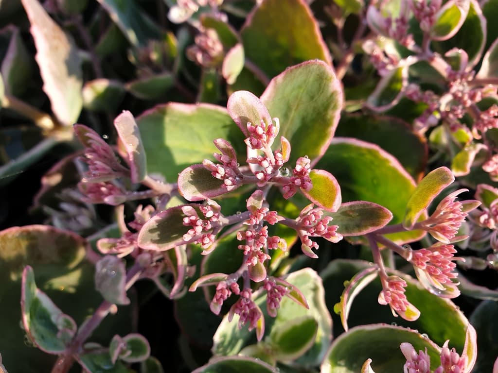 Hylotelephium 'La Vie en Rose'