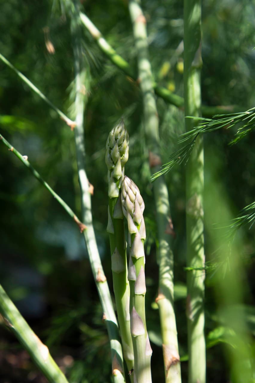 Asparagus officinalis 'Pacific Purple'