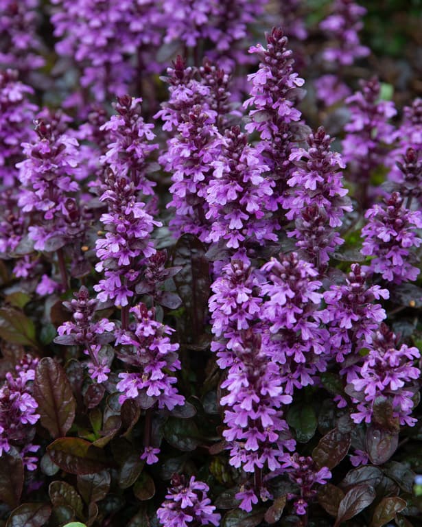 Ajuga reptans 'Midnight Mystery'